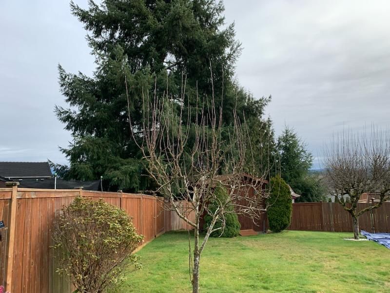 Fruit Trees Pruning and Shaping