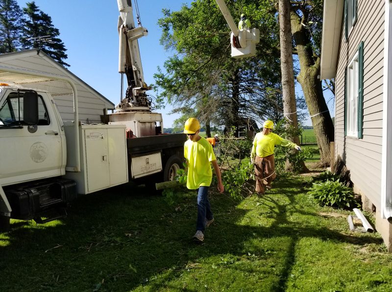 Tree Removal gallery