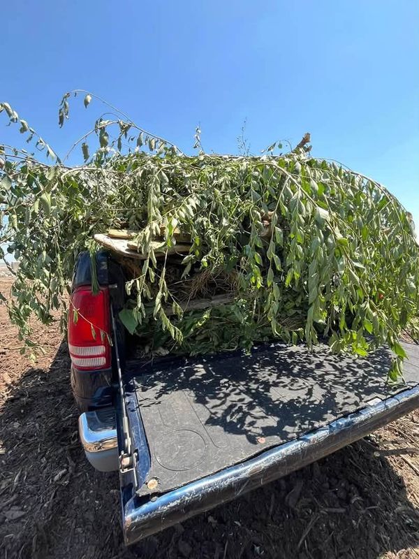 Tree & Shrub Care