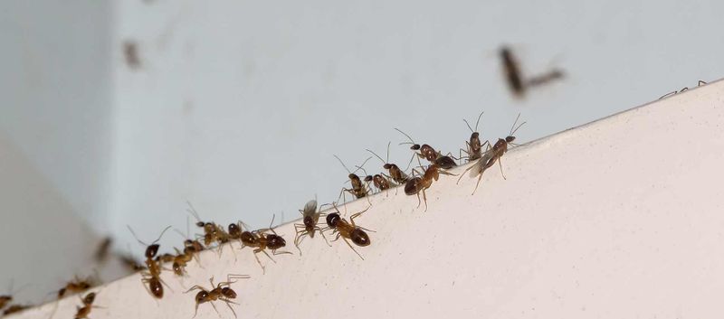 Pest Control