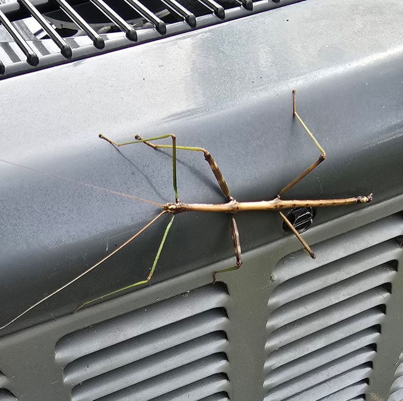 Pest Control