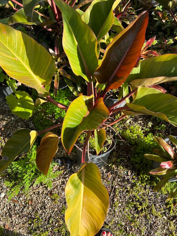 Plant and tree list