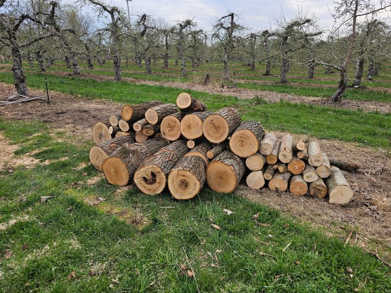 Tree Removal