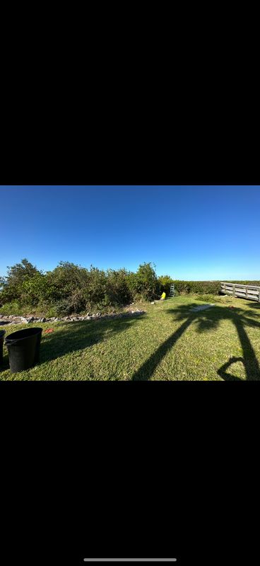 Mangrove Trimming