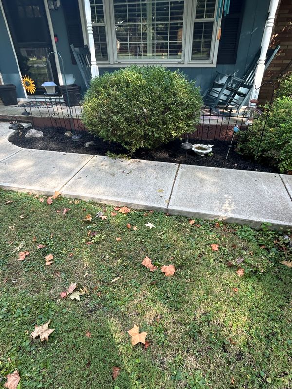 Tree & Shrub Care