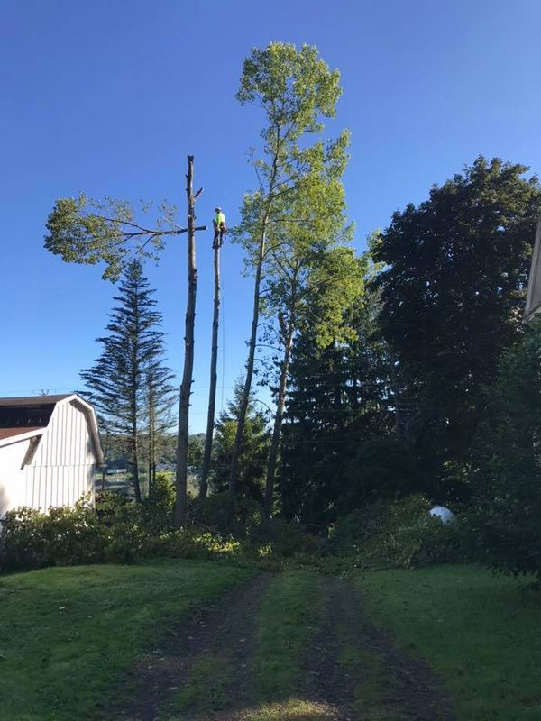 Tree Removal gallery