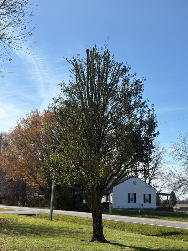 Tree Removal