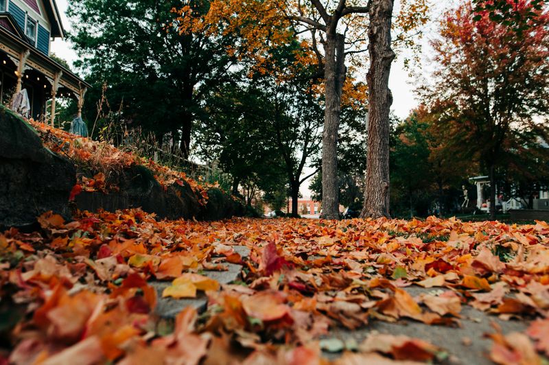 Fall and Spring Clean Up