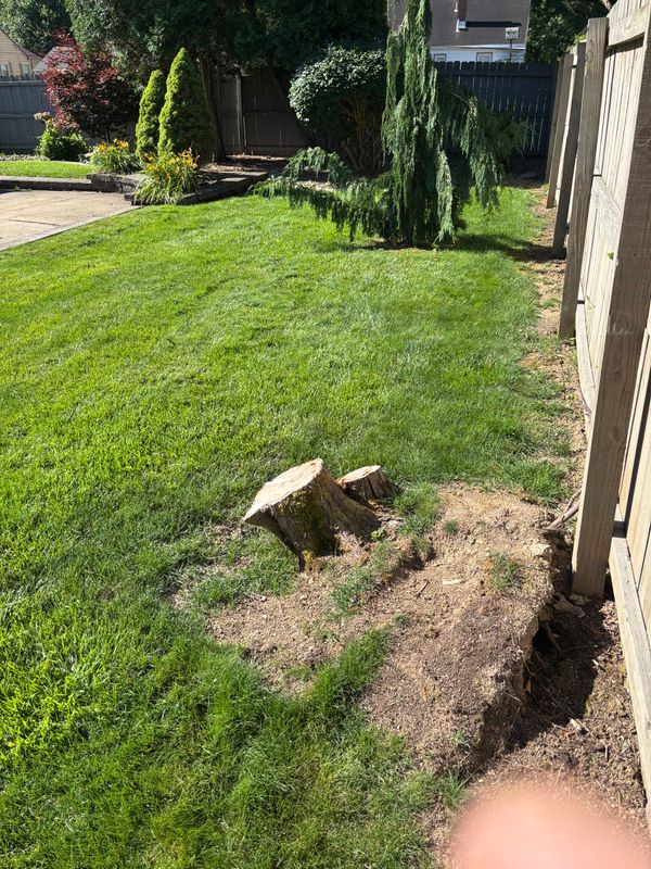 Shrub Stumps