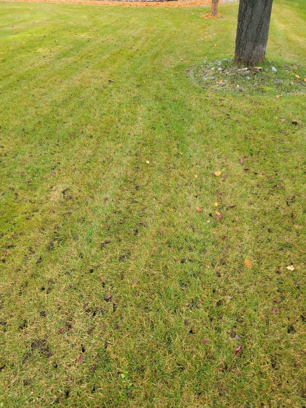 Mowing