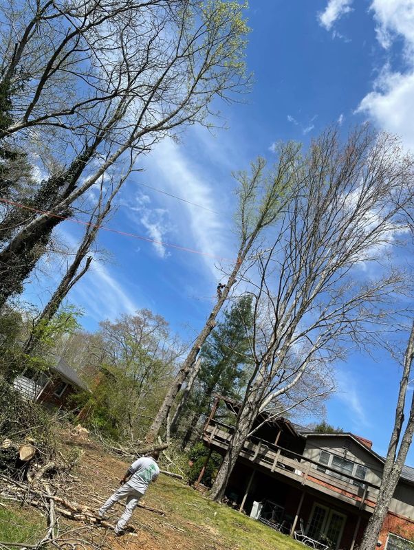 Tree Removal