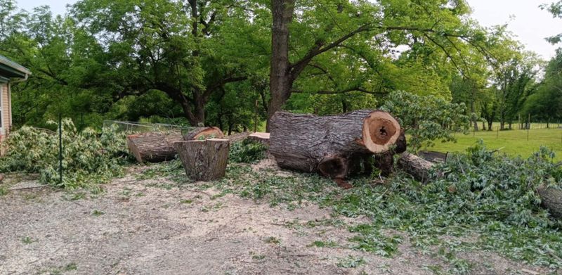 Tree Removal