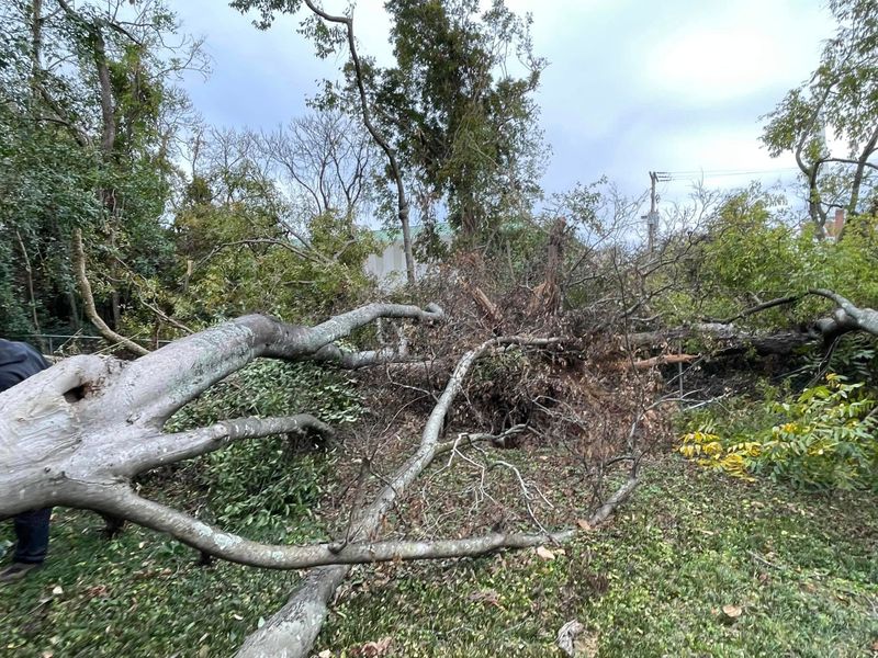 Tree Removal