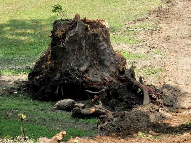 Forestry Mulching