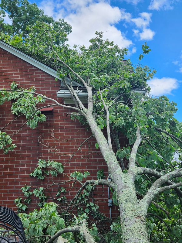 Hedge/Tree/Brush Cutting