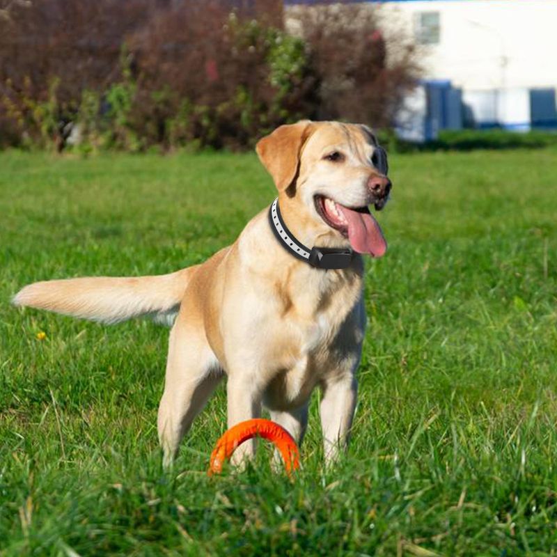 Dog Training
