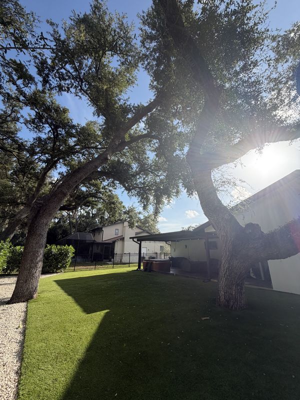 Tree Removal gallery