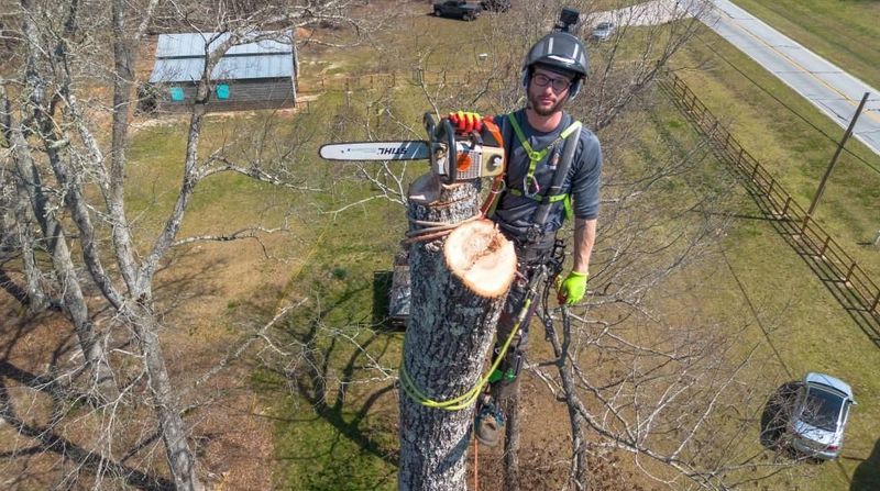 Oak Tree Hazard Elimination at Driftwood Lane - Ensuring Family Safety and Wildlife Care