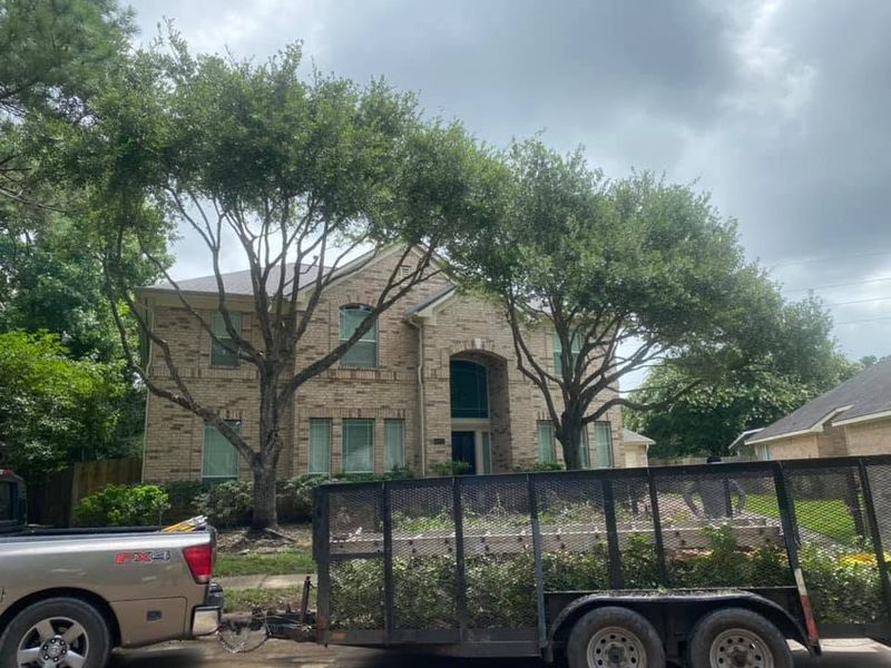 Tree Trimming