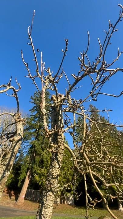 Fruit Trees Pruning and Shaping