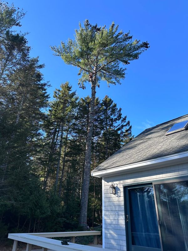 Tree Removal