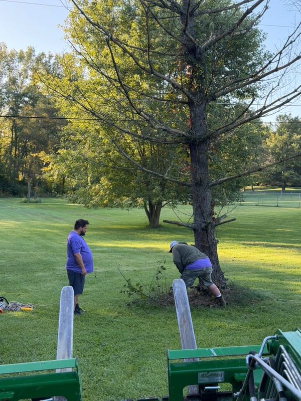 Tree Removal