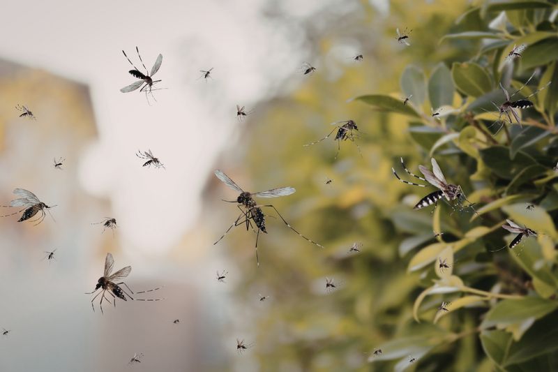 Mosquito Control