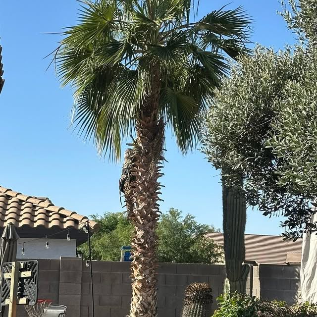 Tree Removal