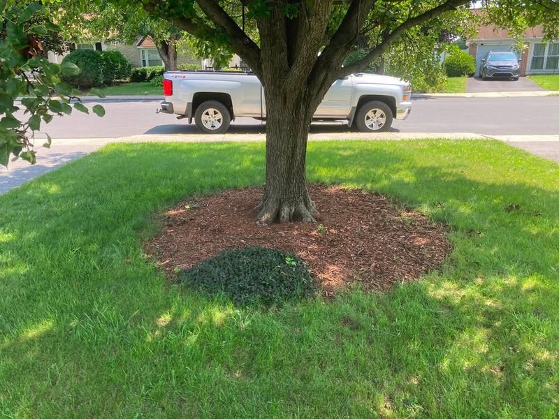 Tree & Shrub Care