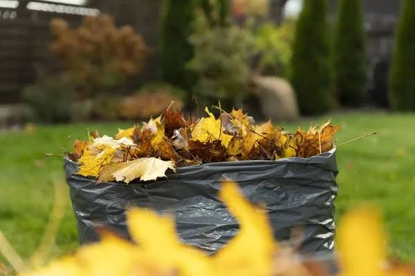 Fall Clean Up