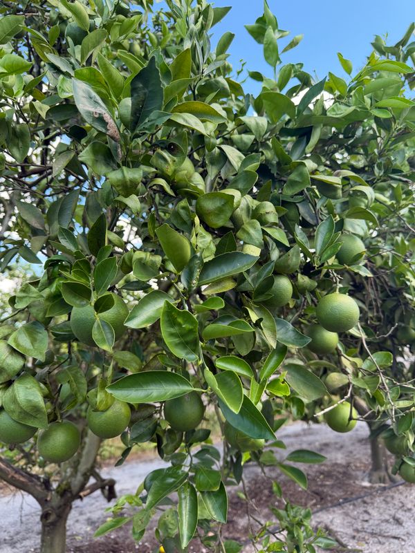 Citrus Consulting