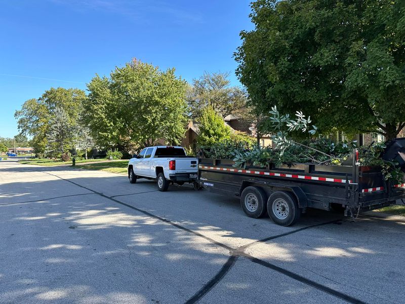 Tree Trimming