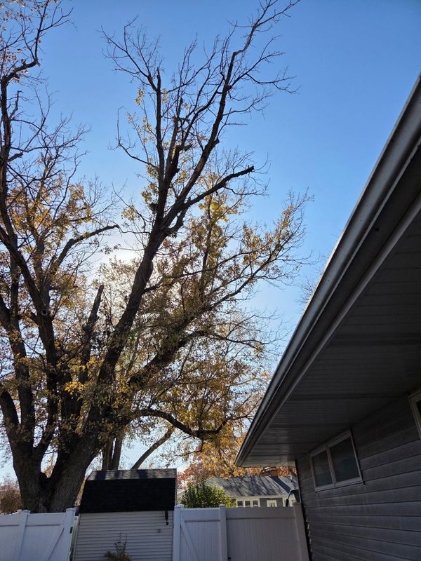 Tree Trimming