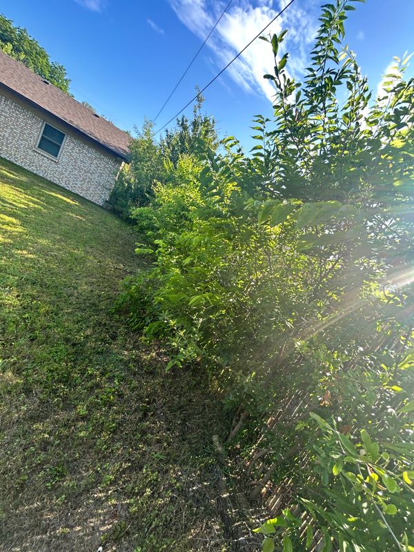 Shrubbery trimming and removal