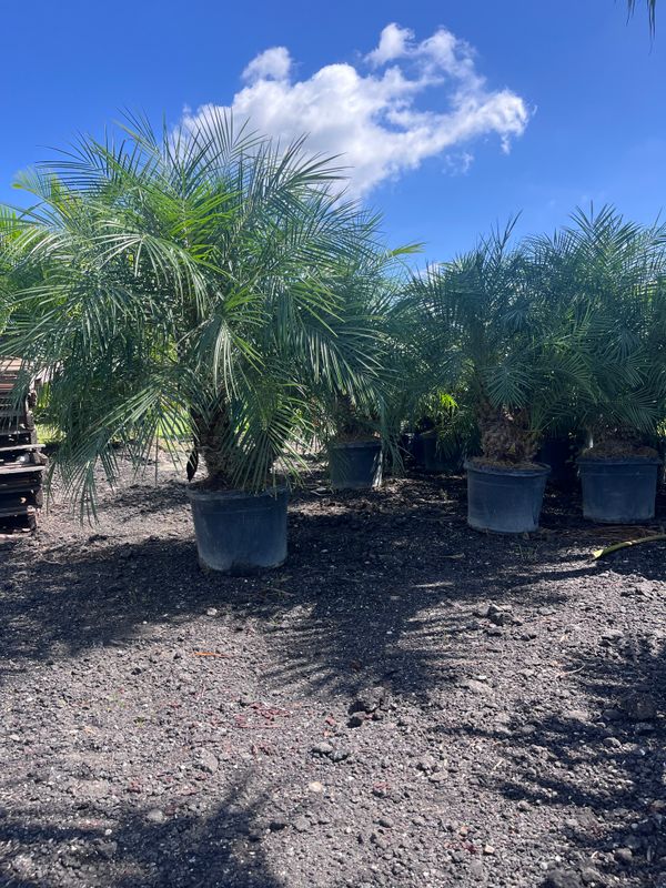 Wholesale plants, palms and trees