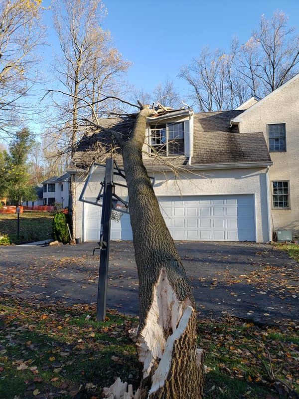 Tree Removal