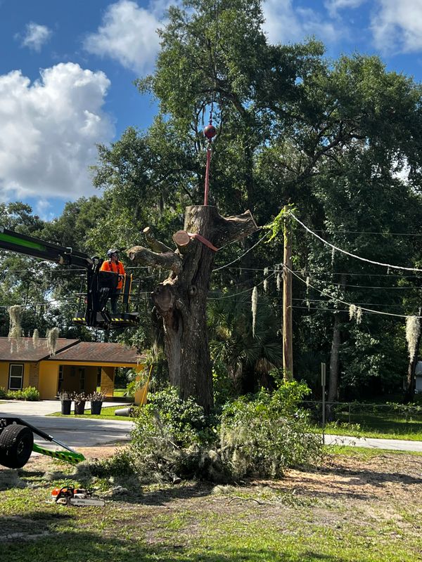 Tree Removal gallery