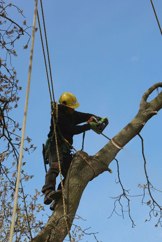 Tree Trimming & Removal