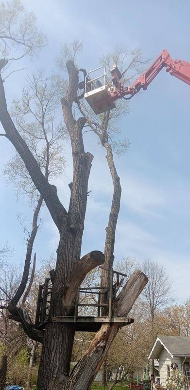 Tree Trimming