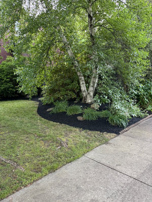 Tree & Shrub Care