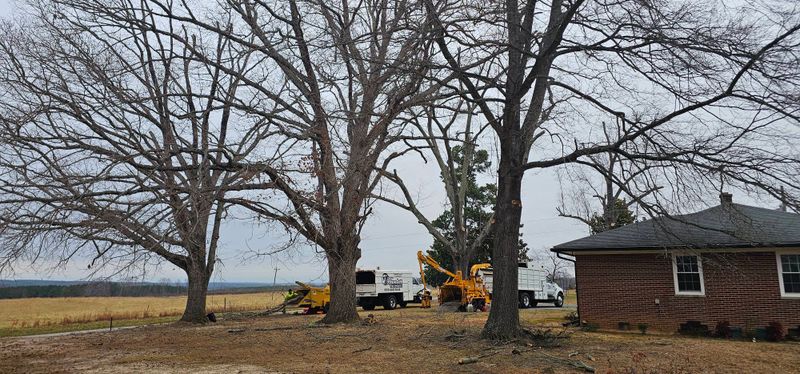 Emergency Tree Services
