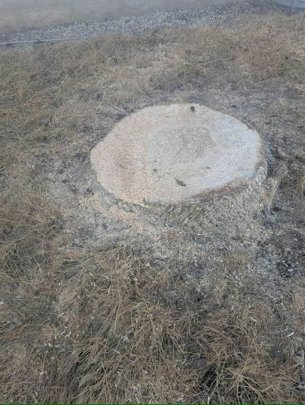 Tree Removal