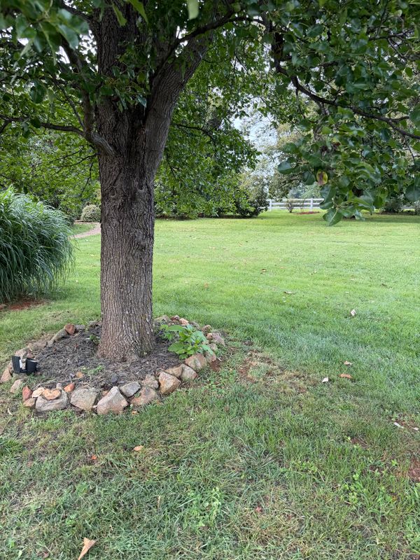 Lawn Maintenance