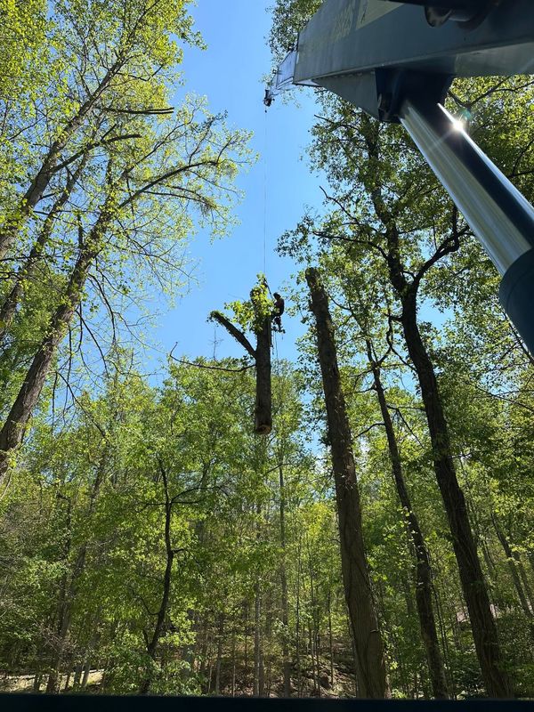 Tree Services