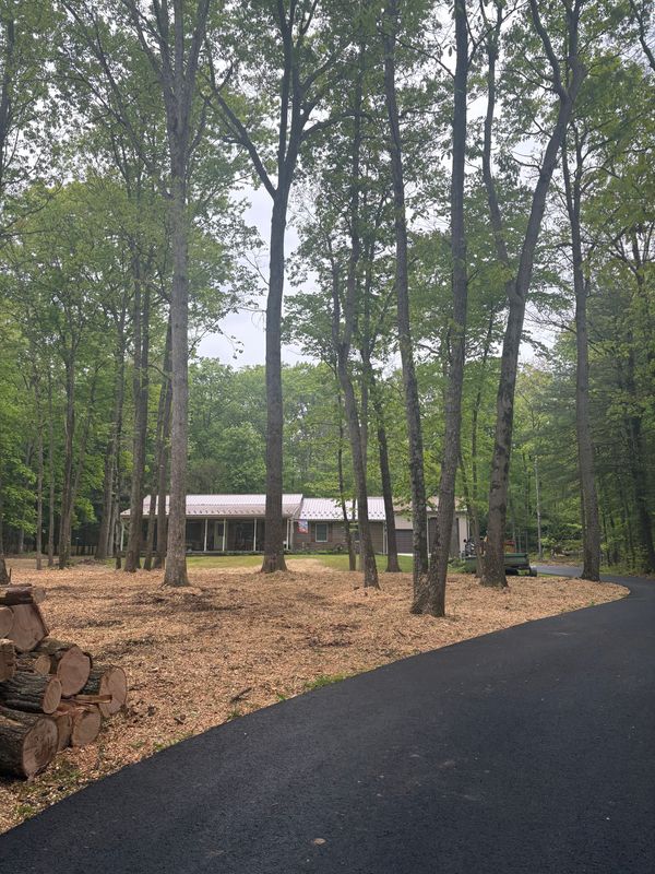 Tree Removal