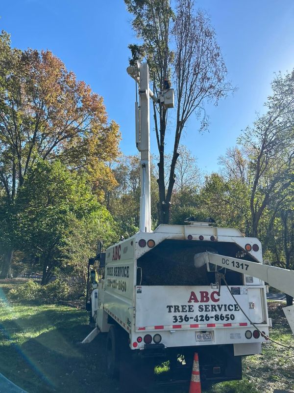 Tree Trimming