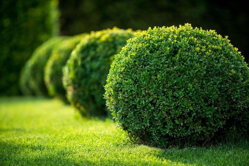 Hedge Trimming