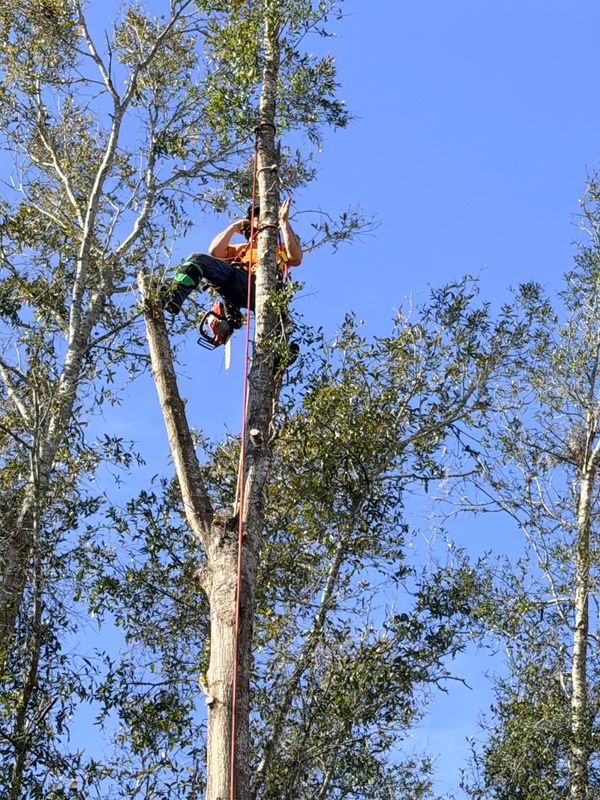 Tree Pruning and Trimming