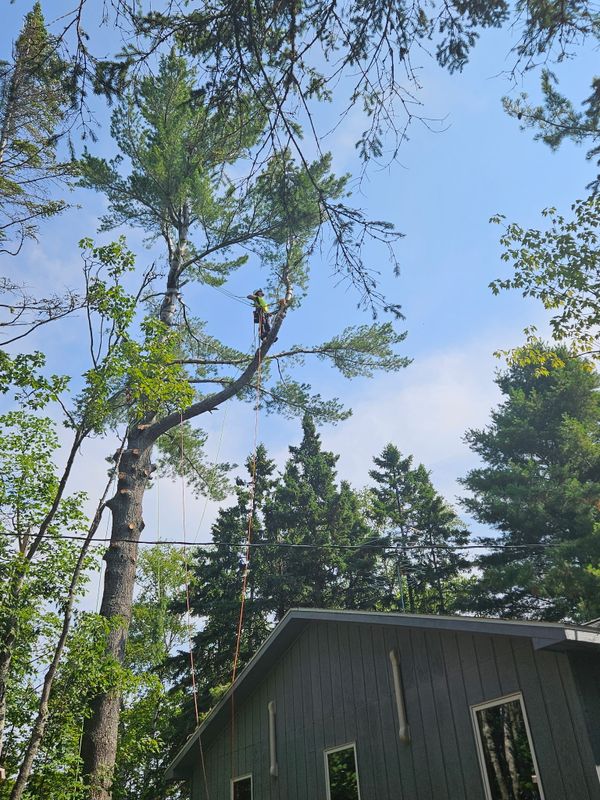 Tree Trimming