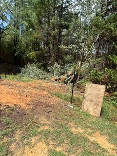 Tree Removal